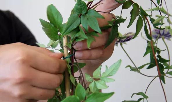 植物黄金生长季，如何给小铁凹个美美的造型？且听潘师傅为你讲解