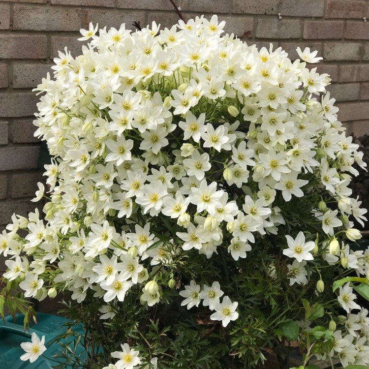 不到几年爬满墙！铁线莲中的‘开花机器’非它们莫属~